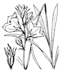 Nom original: Campanula persicifolia (n°2356)