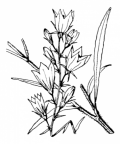 Nom original: Campanula rapunculus (n°2357)