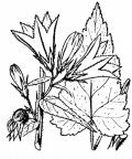 Nom original: Campanula trachelium (n°2360)