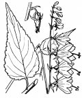 Nom original: Campanula rapunculoides (n°2361)