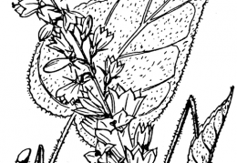 Nom original: Campanula bononiensis (n°2362)