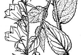 Nom original: Campanula rhomboidalis (n°2363)