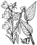 Nom original: Campanula rhomboidalis (n°2363)