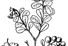 Nom original: Vaccinium vitis-idaea (n°2372)