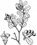 Nom original: Vaccinium vitis-idaea (n°2372)