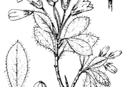 Nom original: Rhododendron hirsutum (n°2378)