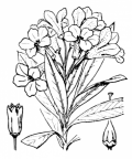 Nom original: Rhododendron ferrugineum (n°2379)