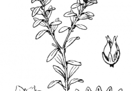 Nom original: Azalea procumbens (n°2382)
