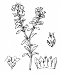 Nom original: Azalea procumbens (n°2382)