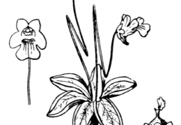 Nom original: Pinguicula alpina (n°2397)