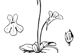 Nom original: Pinguicula corsica (n°2398)