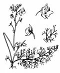 Nom original: Utricularia vulgaris (n°2403)