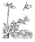 Nom original: Utricularia neglecta (n°2404)