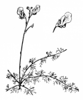Nom original: Utricularia minor (n°2406)