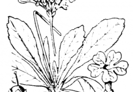 Nom original: Primula auricula (n°2408)