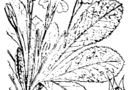 Nom original: Primula vulgaris (n°2409)