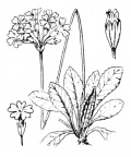 Nom original: Primula farinosa (n°2412)