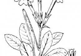 Nom original: Primula longiflora (n°2413)
