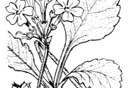 Nom original: Primula latifolia (n°2415)