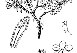 Nom original: Androsace alpina (n°2424)