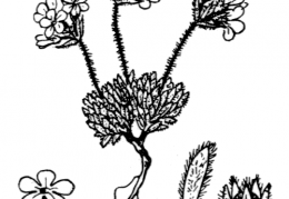 Nom original: Androsace villosa (n°2428)