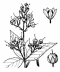 Nom original: Lysimachia vulgaris (n°2447)