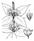 Nom original: Lysimachia punctata (n°2448)