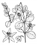 Nom original: Lysimachia nummularia (n°2449)