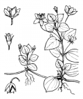 Nom original: Lysimachia nemorum (n°2450)