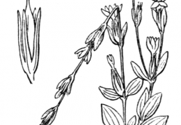 Nom original: Erythraea spicata (n°2478)