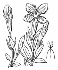 Nom original: Gentiana ciliata (n°2500)