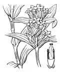 Nom original: Gentiana cruciata (n°2506)