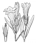 Nom original: Gentiana pneumonanthe (n°2508)