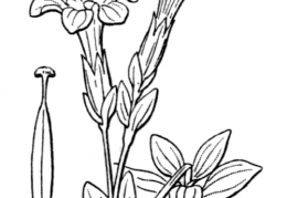 Nom original: Gentiana verna (n°2515)