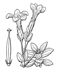 Nom original: Gentiana verna (n°2515)