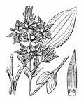 Nom original: Swertia perennis (n°2517)