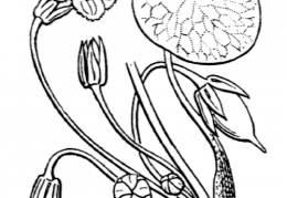Nom original: Limnanthemum peltatum (n°2518)