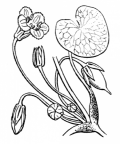 Nom original: Limnanthemum peltatum (n°2518)