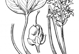 Nom original: Menyanthes trifoliata (n°2519)