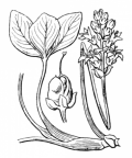 Nom original: Menyanthes trifoliata (n°2519)