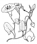 Nom original: Convolvulus arvensis (n°2530)