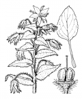 Nom original: Borago officinalis (n°2547)