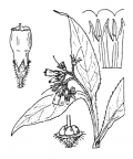 Nom original: Symphytum officinale (n°2549)