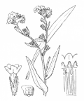 Nom original: Anchusa officinalis (n°2556)