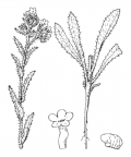 Nom original: Anchusa arvensis (n°2560)