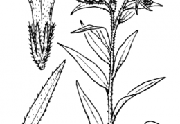 Nom original: Lithospermum purpurocaeruleum (n°2568)