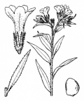 Nom original: Lithospermum purpurocaeruleum (n°2568)