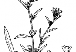Nom original: Lithospermum arvense (n°2570)