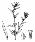 Nom original: Lithospermum arvense (n°2570)