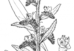 Nom original: Echium vulgare (n°2581)
